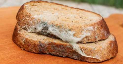 Що станеться, якщо з'їсти хліб з цвіллю - INFBusiness