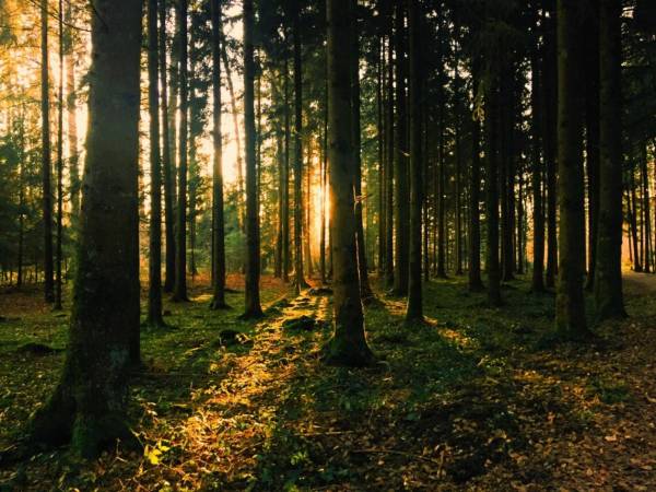 На Рівненщині прокуратура через суд вимагає повернути державі 1 га лісу вартістю понад 10 мільйонів гривень - INFBusiness