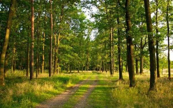 На Рівненщині прокуратура повернула державі лісові ділянки вартістю майже п`ять мільйонів гривень - INFBusiness