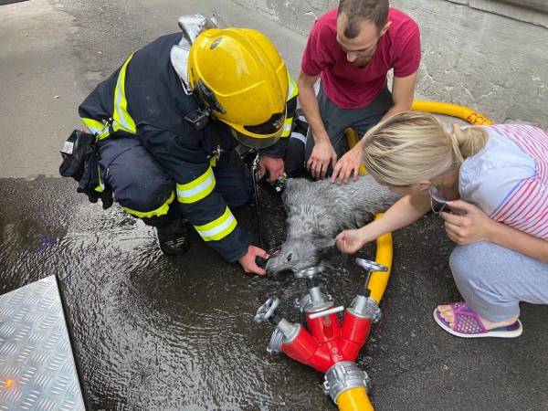 У Рівному надзвичайники ліквідували пожежу та врятували непритомного собаку (ВІДЕО) - INFBusiness