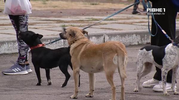 Кожна тварина має право на дім: як у Рівному допомагають безпритульним собакам (ВІДЕО) - INFBusiness