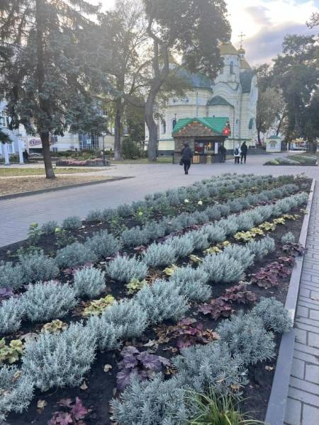 Гейхера та лаванда: комунальники показали красу біля собору в Рівному - INFBusiness