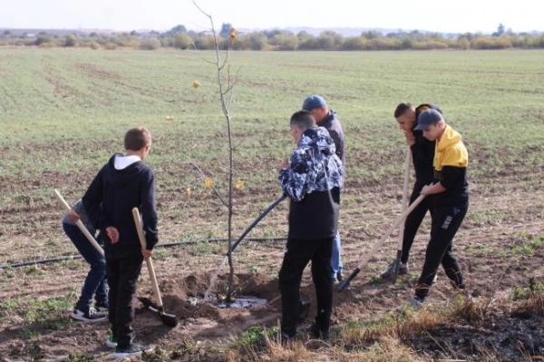 Між двома селами на Рівненщині висадили 70 лип - INFBusiness