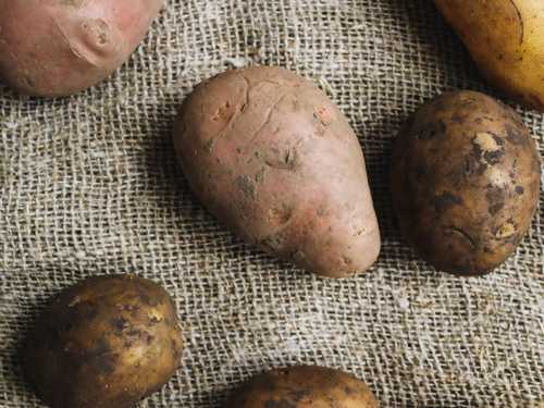 Вчені розповіли, чи справді біла картопля шкідливіша за фіолетову - INFBusiness
