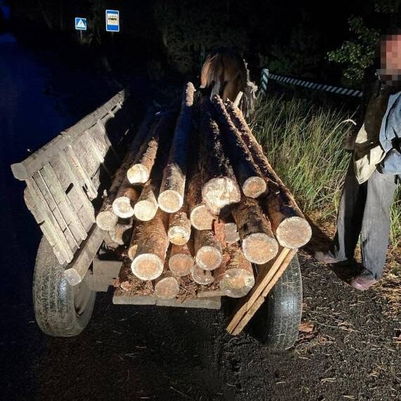 Крадені колоди та нелегальний бурштин: На Сарненщині затримали порушників