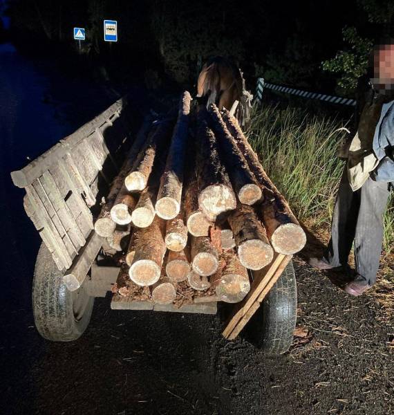 Крадені колоди та нелегальний бурштин: На Сарненщині затримали порушників - INFBusiness