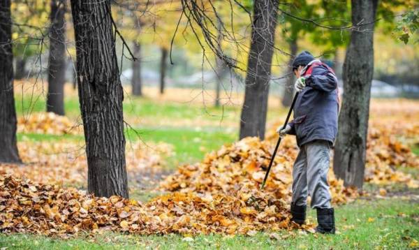 Чи потрібно прибирати опале листя в саду восени - INFBusiness