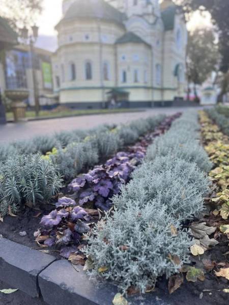 Гейхера та лаванда: комунальники показали красу біля собору в Рівному - INFBusiness