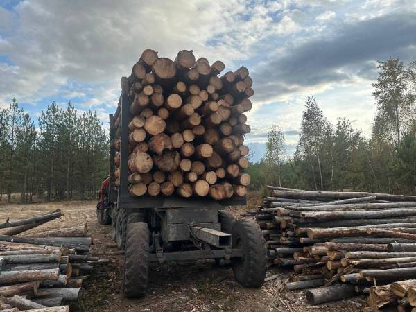 На Сарненщині поліцейські вилучили понад 12 кубів незаконної деревини - INFBusiness