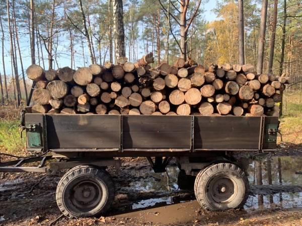 Злочини проти довкілля: на Володимиреччині зафіксували незаконну порубку лісу - INFBusiness