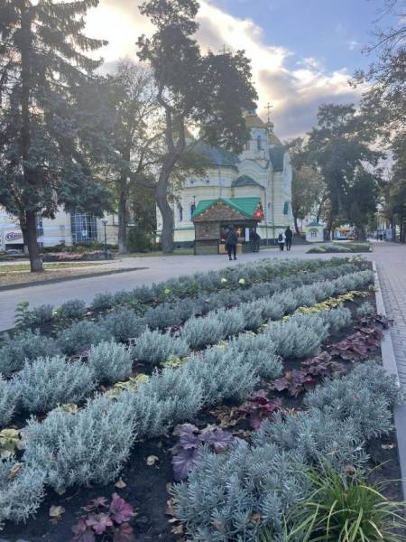 Гейхера та лаванда: комунальники показали красу біля собору в Рівному - INFBusiness