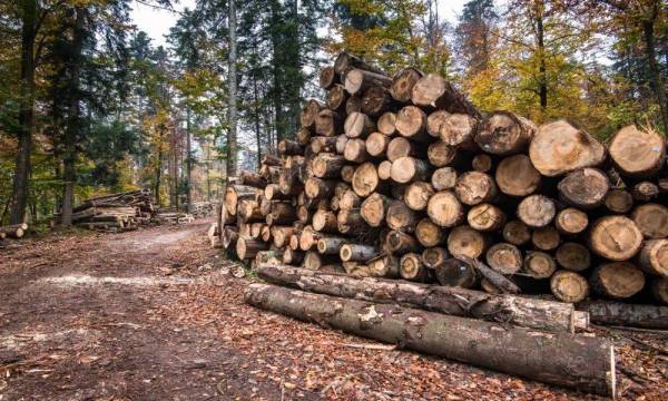 Перший в Україні: Костопільський лісгосп отримав електронний лісорубний квиток - INFBusiness