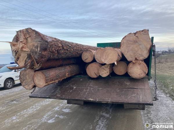 На Рівненщині викрили незаконну порубку, зберігання та транспортування лісу - INFBusiness