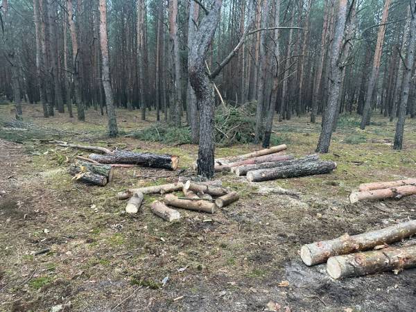 На Рівненщині поліцейські задокументували протиправну діяльність лісорубів і вилучили деревину - INFBusiness