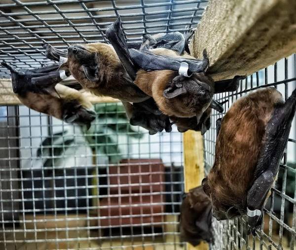 Зоопарк прихистив 25 кажанів, яких знайшли рівняни у себе в підвіконні - INFBusiness
