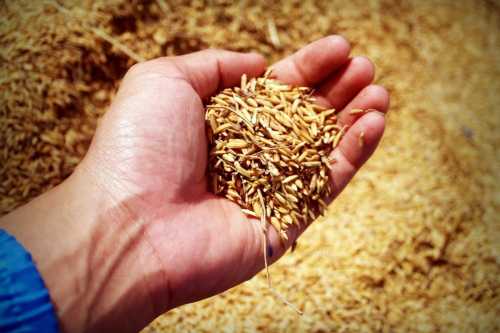 Вчені довели, що споживання цільного зерна покращує стан мозку і…