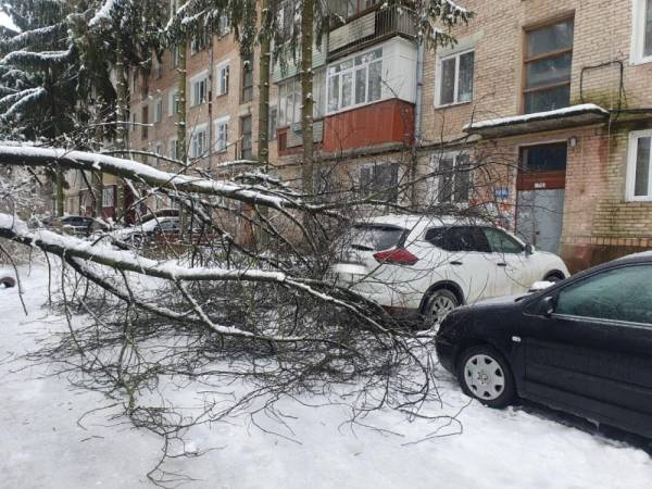 У Рівному дерево впало на два легкових автомобіля - INFBusiness