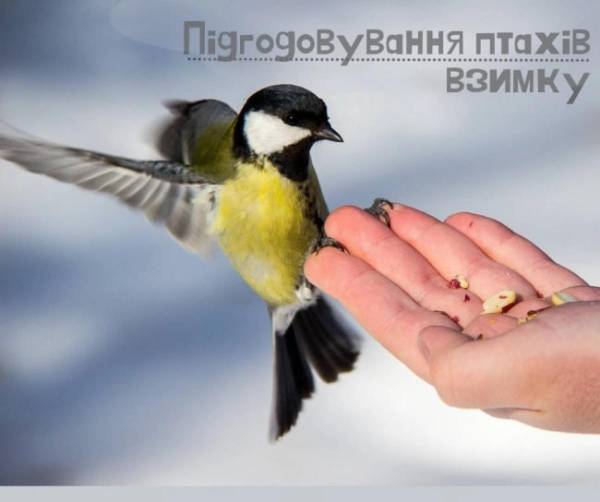 У нацпарку на Рівненщині розповіли, чим годувати птахів взимку - INFBusiness
