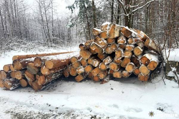 25 кілограмів бурштину та понад 17 кубів незаконної деревини вилучили правоохоронці на Сарненщині - INFBusiness