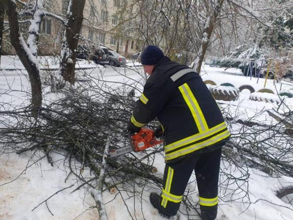 У Рівному дерево впало на два легкових автомобіля - INFBusiness