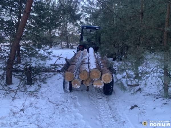 Злочини у сфері довкілля: на Рівненщині поліцейські вилучили незаконну деревину - INFBusiness