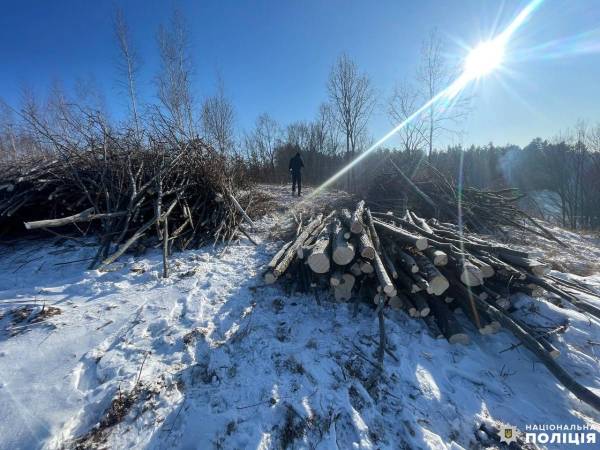 Злочини у сфері довкілля: на Рівненщині поліцейські вилучили незаконну деревину - INFBusiness