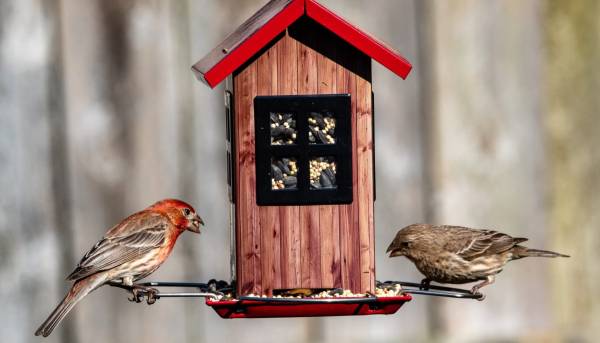 Підгодовуємо птахів взимку: як приготувати пташиний пиріг - INFBusiness