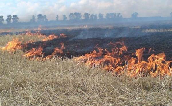 Вогнеборці Рівненщини закликають не випалювати суху траву - INFBusiness