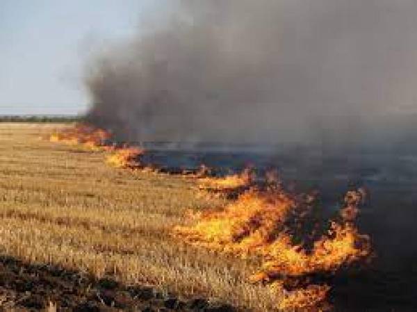 У нацпарку на Рівненщині розповіли, до яких наслідків призводить спалювання сухої трави - INFBusiness