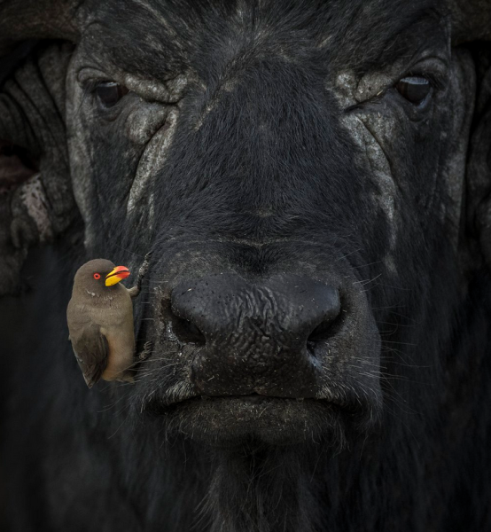 Опубліковані знімки переможців конкурсу World Nature Photography Awards 2024 - INFBusiness