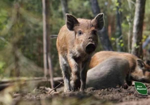 У лісгоспі на Волині знайшли мертвих свиней, у яких була африканська чума - INFBusiness