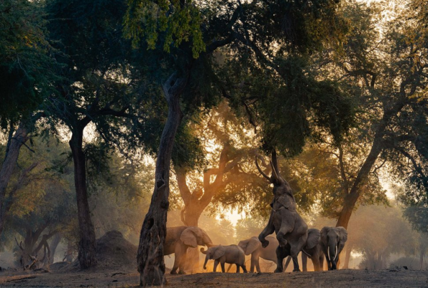 Опубліковані знімки переможців конкурсу World Nature Photography Awards 2024 - INFBusiness