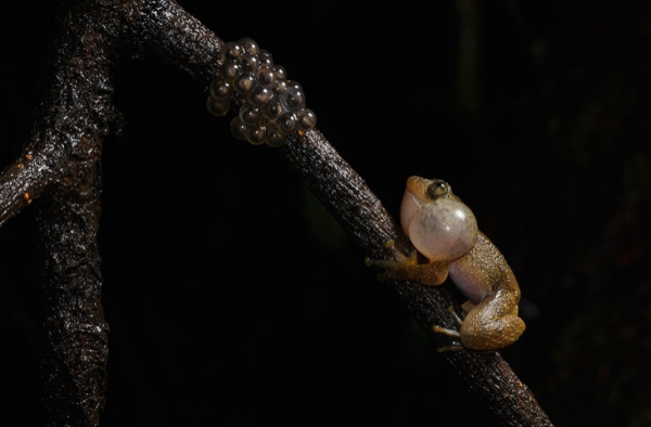 Опубліковані знімки переможців конкурсу World Nature Photography Awards 2024 - INFBusiness