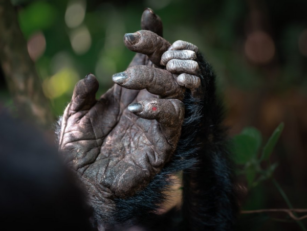 Опубліковані знімки переможців конкурсу World Nature Photography Awards 2024 - INFBusiness