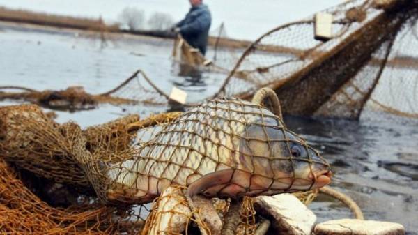 Рівненському зоопарку передали 50 кг риби для кормів, яку вилучили у браконьєрів - INFBusiness