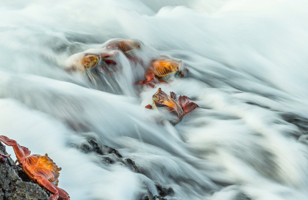 Опубліковані знімки переможців конкурсу World Nature Photography Awards 2024 - INFBusiness