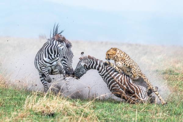 Опубліковані знімки переможців конкурсу World Nature Photography Awards 2024 - INFBusiness