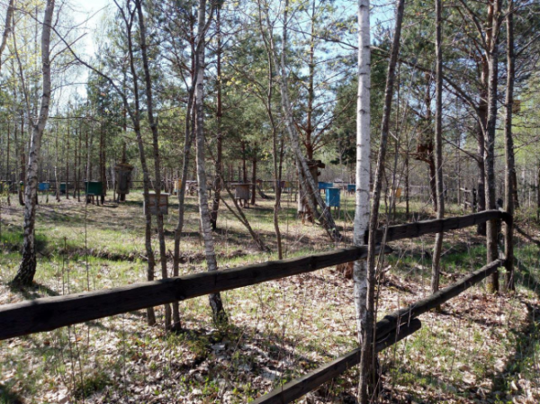До Дня довкілляна у нацпарку на Рівненщині показали мальовничі світлини природи (ФОТО) - INFBusiness