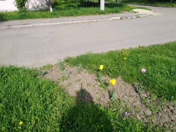 У Здолбунові на клумбах «попрацювали» вандали - INFBusiness