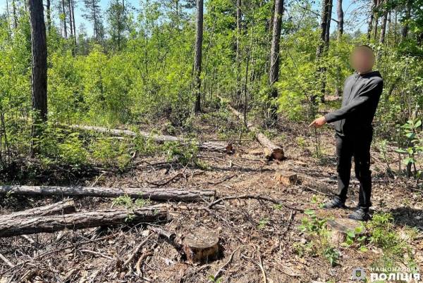 На Рівненщині поліцейські знайшли причетних до масової незаконної порубки лісу - INFBusiness