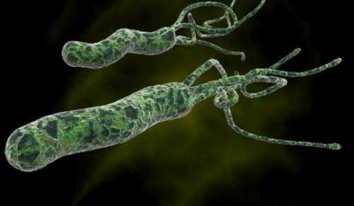 Ось як позбутися від Helicobacter pylori, що викликають печію, виразку та здуття живота - INFBusiness