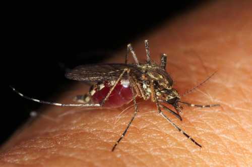 Як прибрати укус комара за 20 секунд повністю - INFBusiness