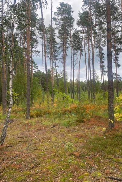 На Рівненщині незаконно вирубали ліс в заповідній зоні - INFBusiness