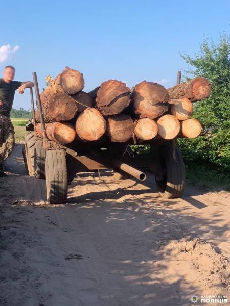 У Вараському районі виявили незаконну порубку лісу - INFBusiness