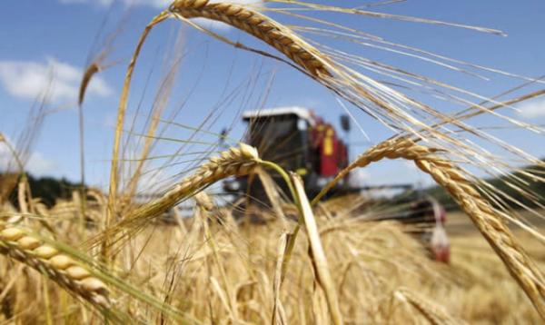 На Рівненщині зібрали майже 700 тис тонн ранніх зернових - INFBusiness