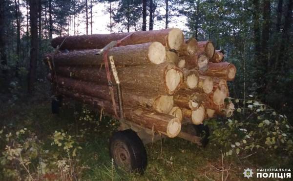 Незаконна порубка та зберігання деревини: на Рівненщині правоохоронці викрили двох зловмисників - INFBusiness
