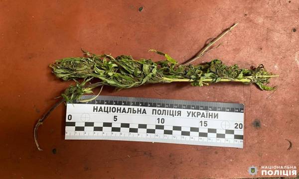 Рівнянин вдарив свою 73-річну матір на очах у власних дітей: правоохоронці вгамували кривдника - INFBusiness