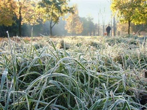 Заморозки прогнозують на Рівненщині - INFBusiness