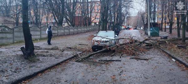 У Рівному дерево пошкодило лінію електропередач - INFBusiness