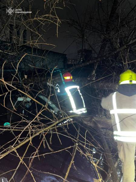 У Рівному дерево впало на автівку - INFBusiness